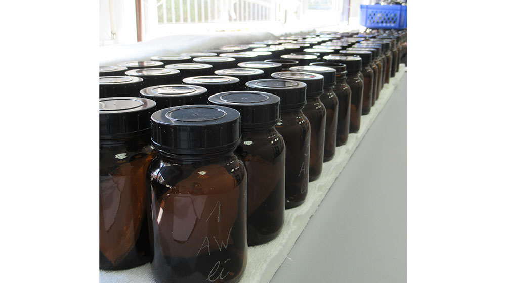 The scent samples are placed in sealed containers until it is time for the sniff test - Photo SGS Institut Fresenius